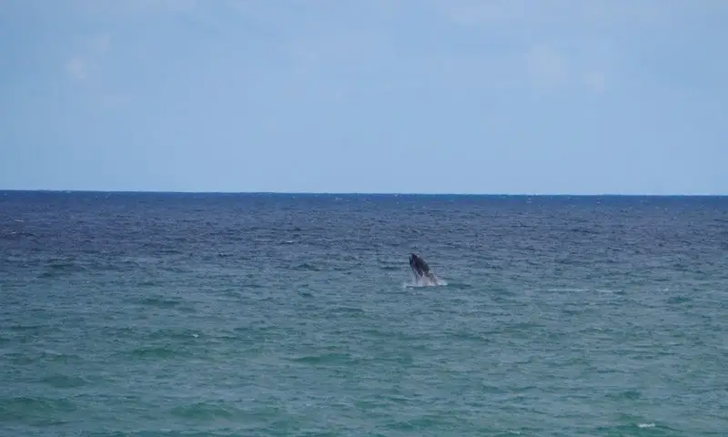 Saut de baleine, voyage en Afrique du Sud à vélo