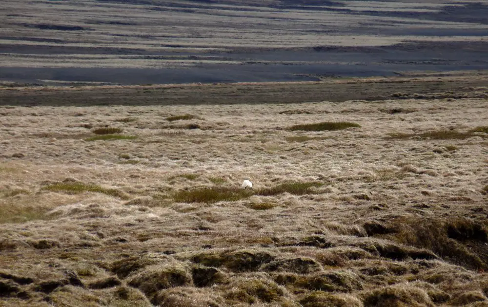 Renard, Voyage trek en Islande