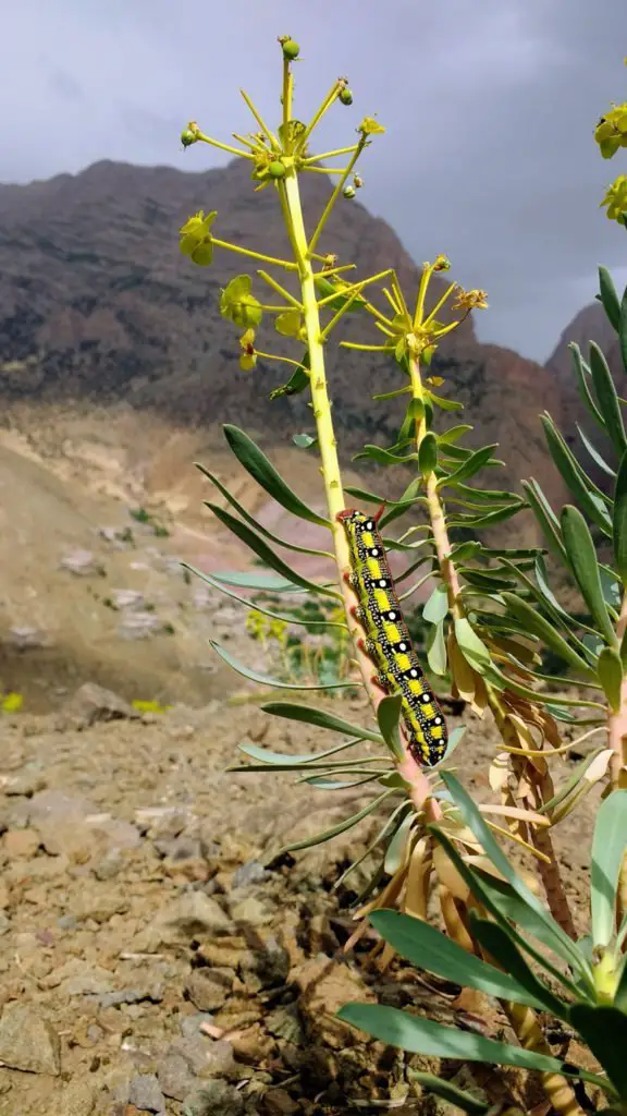 Faune et flore sur les marches d’approche, grimpe Taghia Maroc