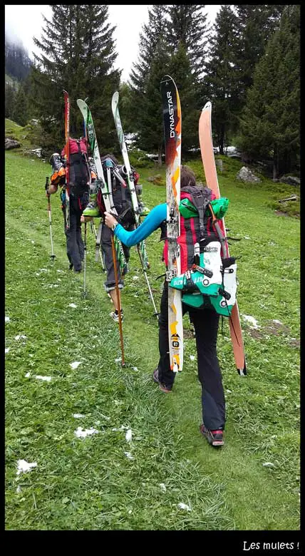 les mulets avec les skis de rando sur le dos