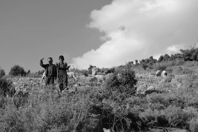 Les jeunes gardent un oeil sur le troupeau, grimpe Taghia Maroc