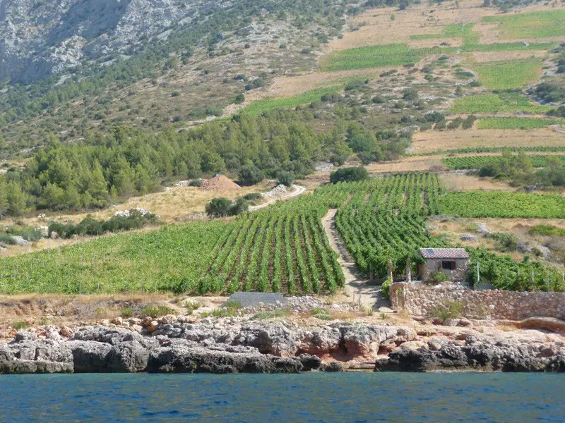 Paysage typique de l‘île de Hvar