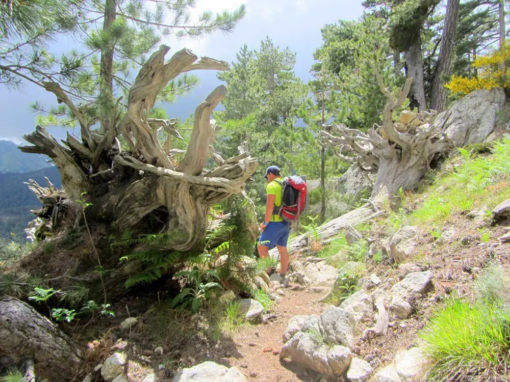 17-d’énormes-arbres-déracinés-sur, randonnée en Corse GR20