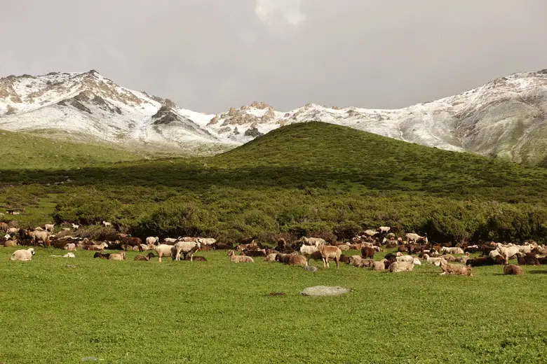 les moutons de nos amis bergers