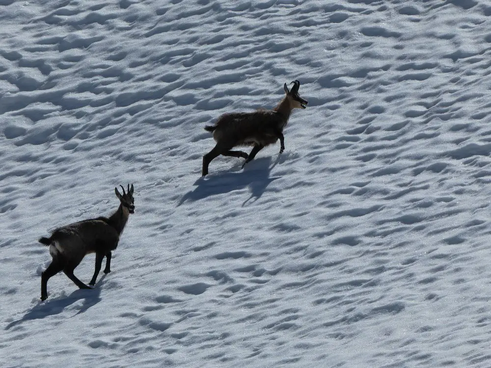 Les-chamois-détallent, Alpinisme facile en Suisse