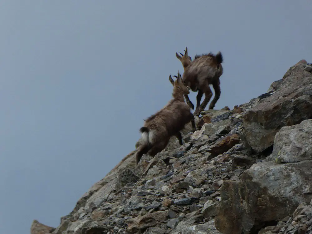 En-montant-à-la-Rottalhütte, Alpinisme facile en Suisse