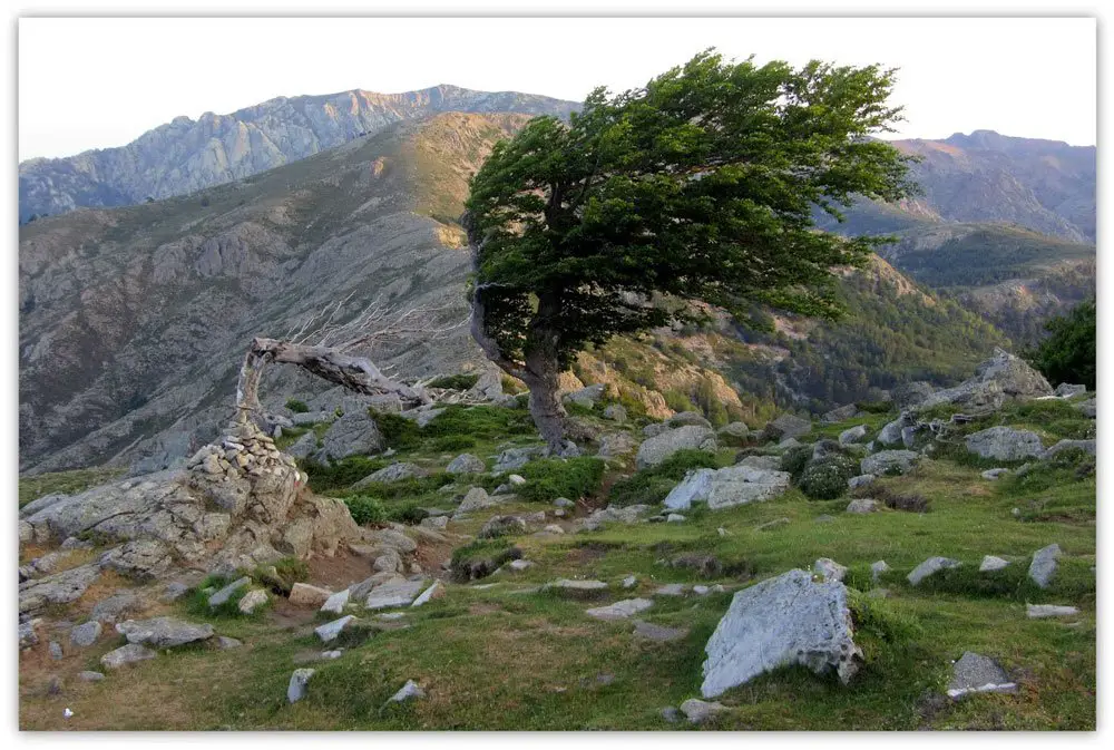 9-Le-vent-semble-régulier-ici-vu-la-déformation-de-cet-arbre, randonnée en Corse GR20