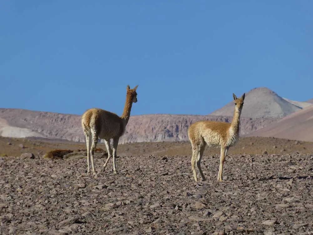 Bolivie-36, voyage vtt en bolivie