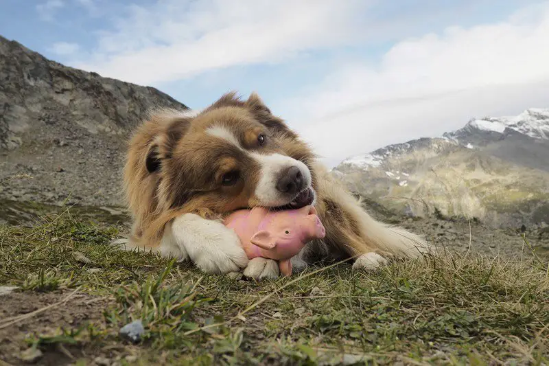 Brake, le berger australien du refuge de l'Epée dans le Val d'Aoste et son jouet favori