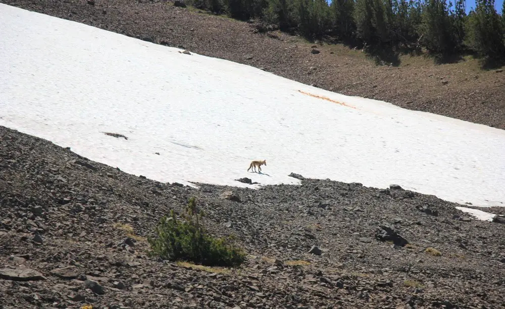 Un coyote rencontré pendant le Pacific Crest Trail