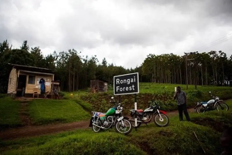 Départ de la voie Rongaï, à travers les forêts de conifères lors de l'ascencion du Kilimandjaro Départ de la voie Rongaï, à travers les forêts de conifères lors de l