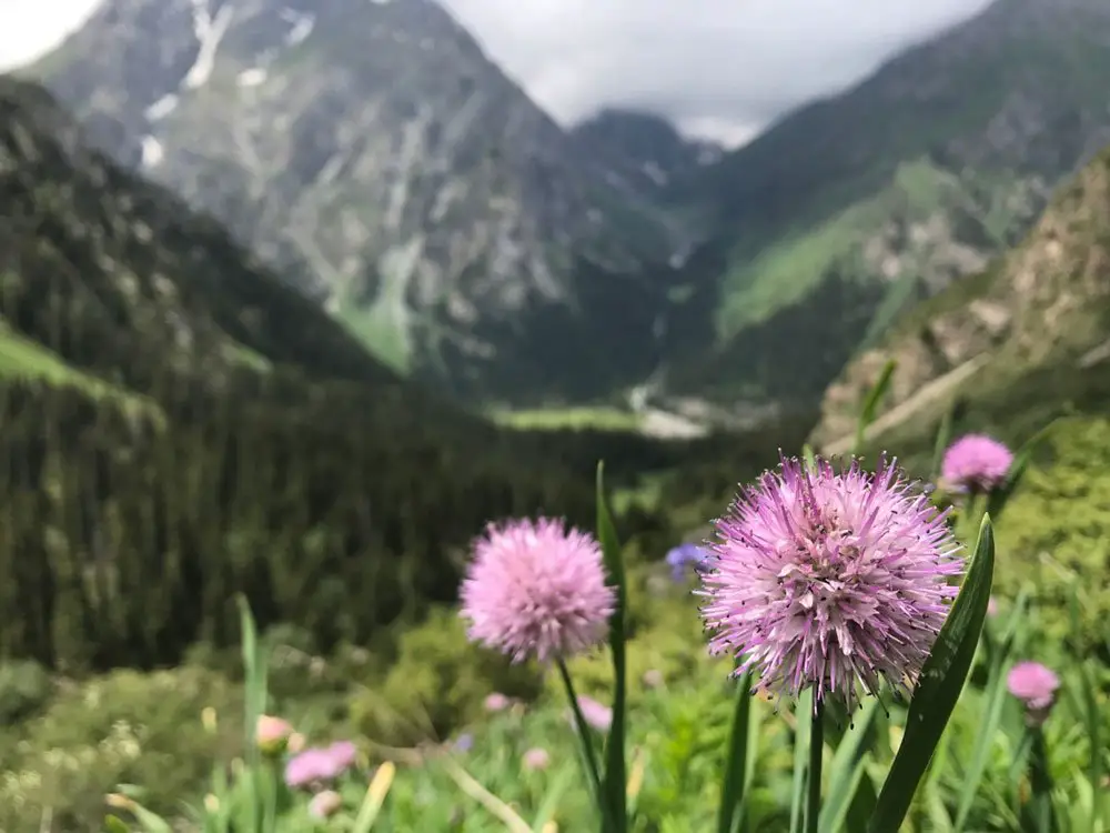 richesse de la flore, et véritable réserve de marmottes dans la vallée de Karakol en direction du lac Alakol au KIRGHIZISTAN