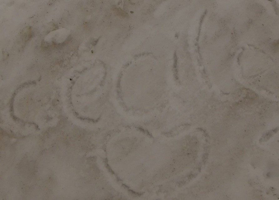 Figure 46 – Une étoile qui brille dans la neige du Mont Renosu corsica raid aventure Figure 46 – Une étoile qui brille dans la neige du Mont Renosu corsica raid aventure