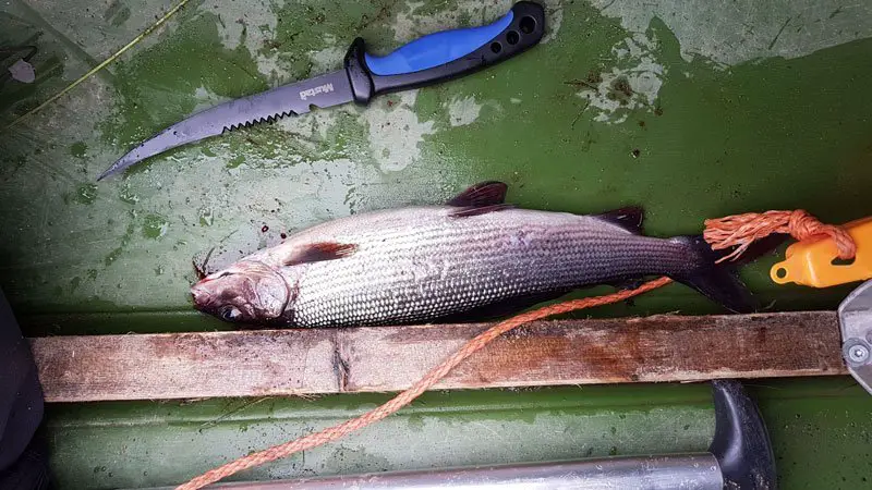 Notre premier poisson non remis à l’eau voyage-en-Laponie