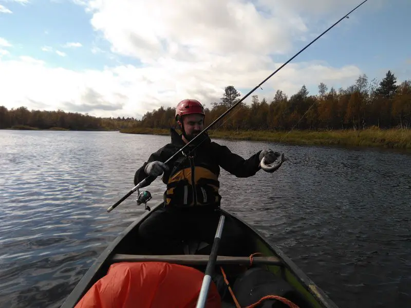 Pêche facile sur Ivalojoki, les prises s’enchainent