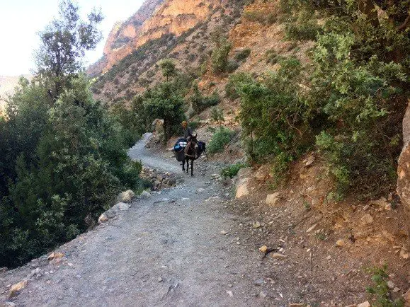 Sur le chemin de Taghia avec la mule, escalade à taghia au maroc