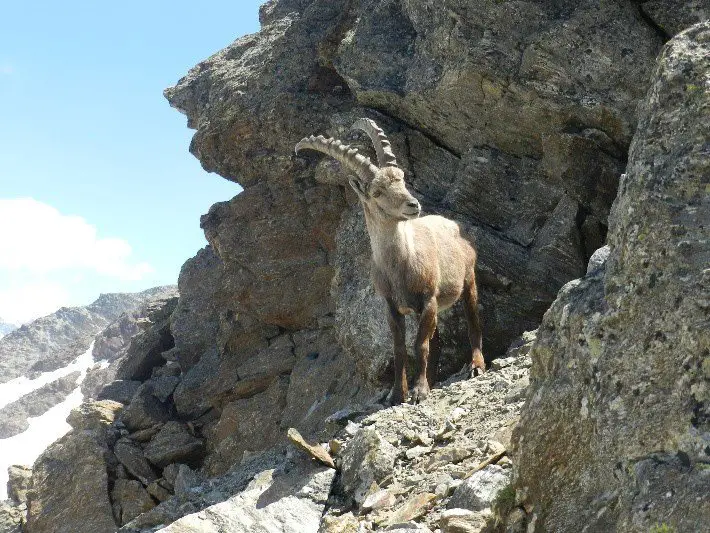 Un-bouquetin-sous-Tête-Rousse, ascension du Mont Blanc Un-bouquetin-sous-Tête-Rousse, ascension du Mont Blanc