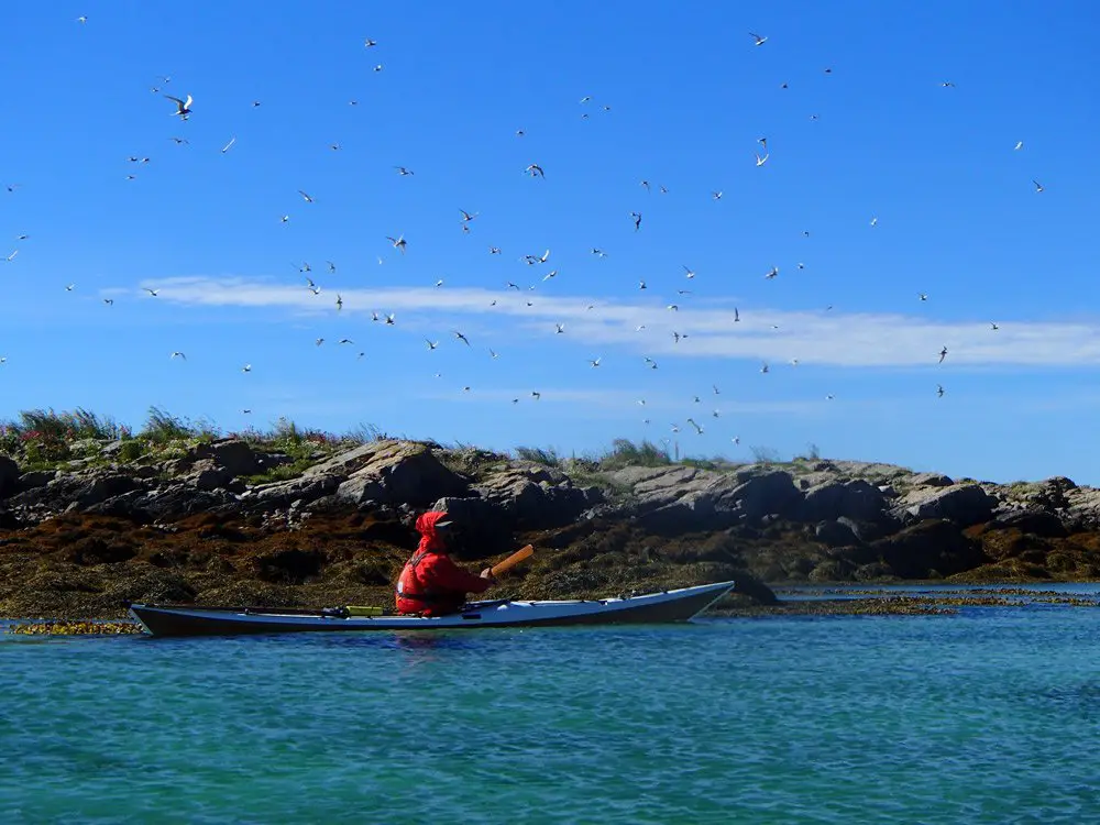 non loin d’une colonie de sternes, kayak en Norvège