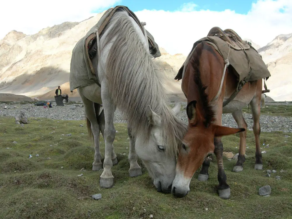 photo16, trek en inde du nord