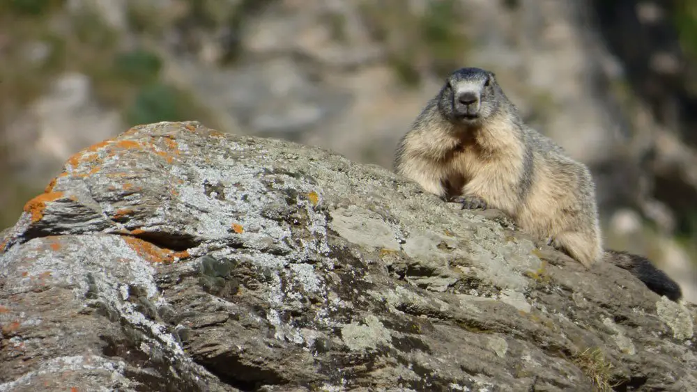 Une des nombreuses marmottes rencontrées durant le tour du mont viso