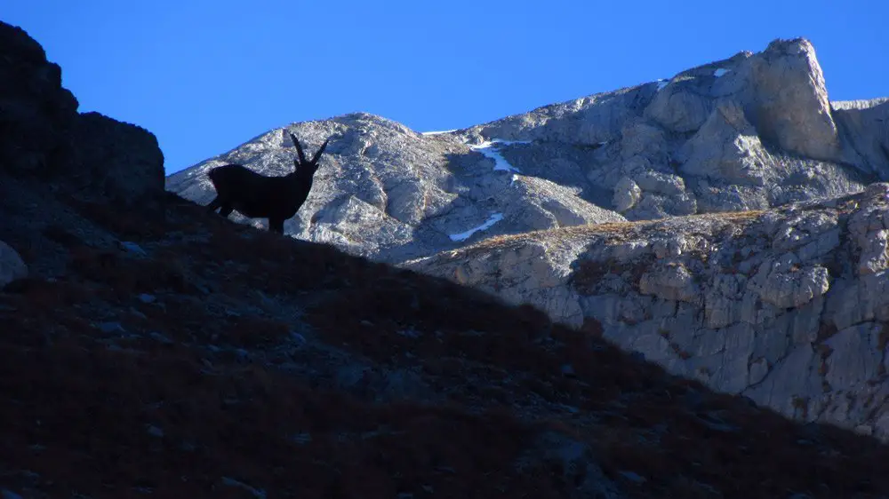 Un bouquetin curieux - Randonnée dans les Hautes Alpes