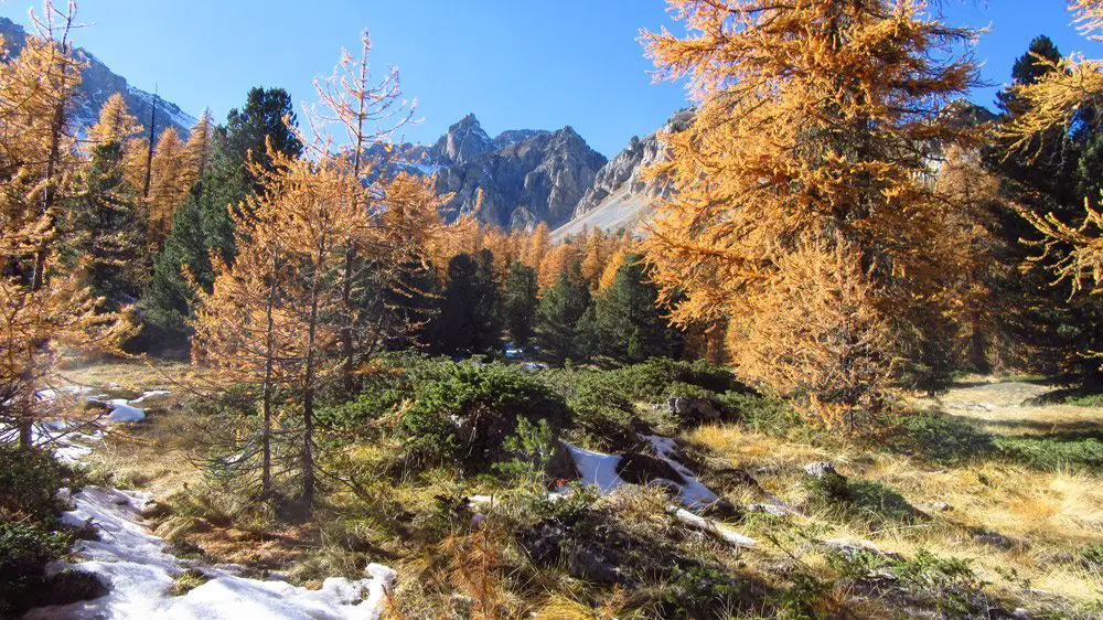 Forêt de mélèzes orangés et de sapins - randonnée dans les Hautes Alpes