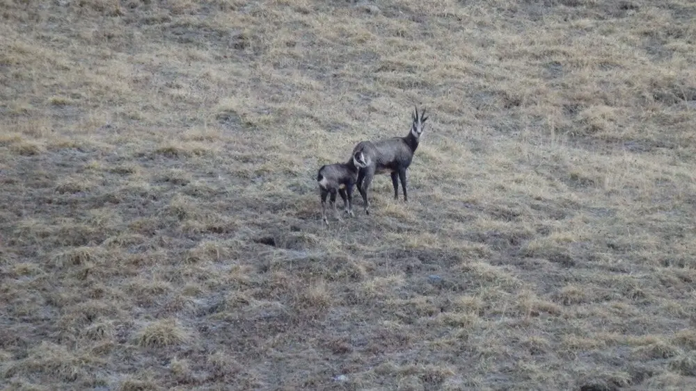 Une famille de chamois - randonnée dans les Hautes Alpes