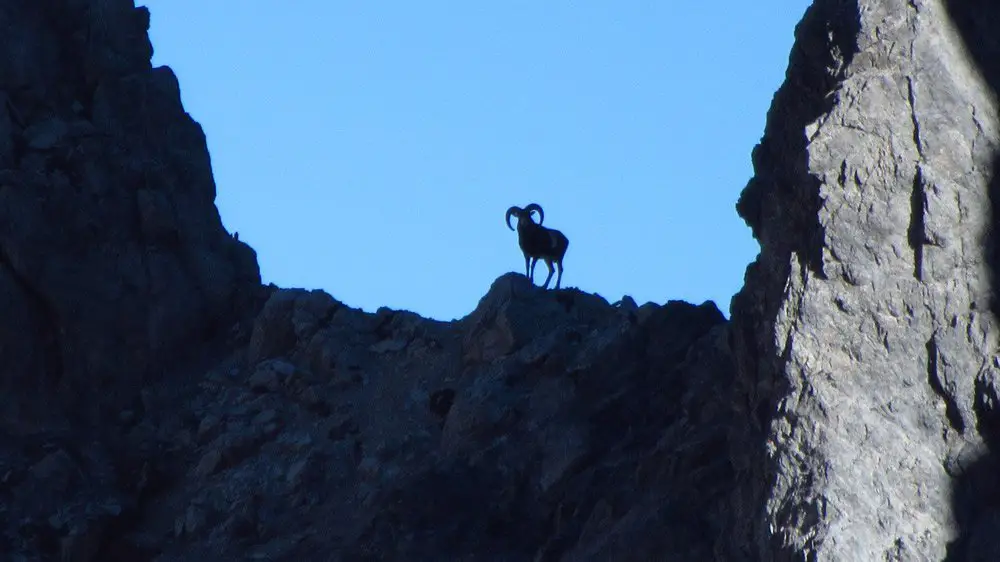 Un mouflon qui nous surveille