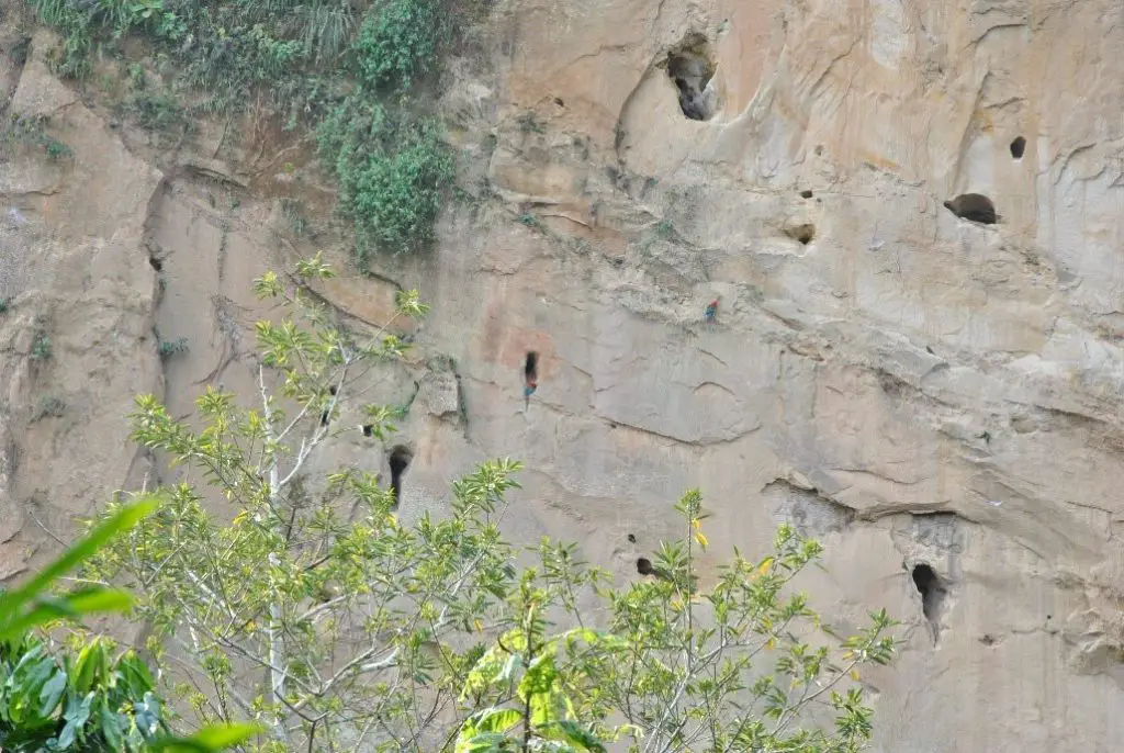 Nid des Aras rouges - trek à madidi en Bolivie