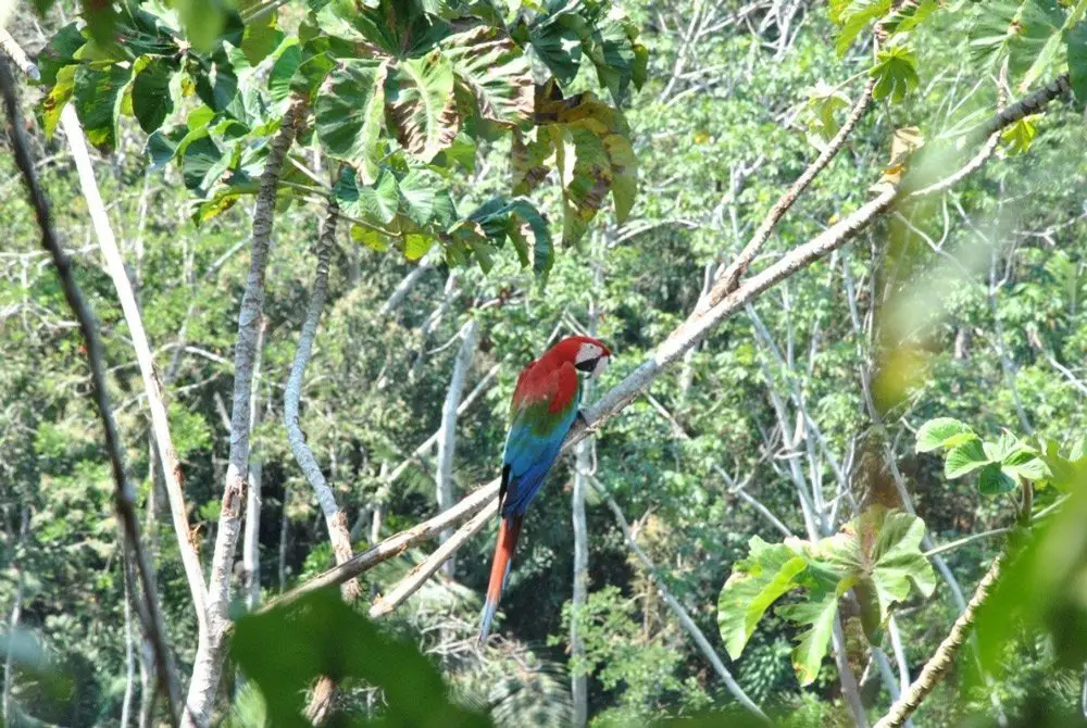 Ara Rouge - trek à madidi en Bolivie