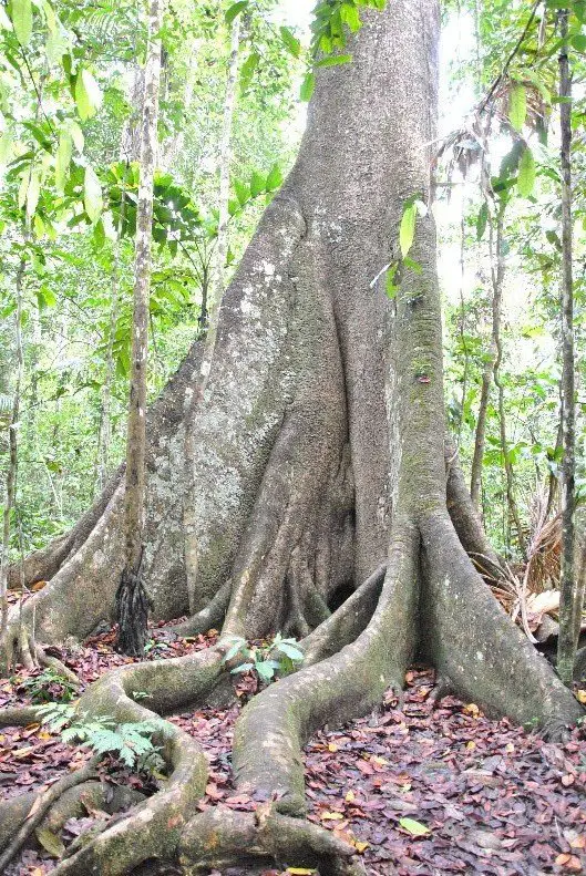 Arbre géant - trek à madidi en Bolivie