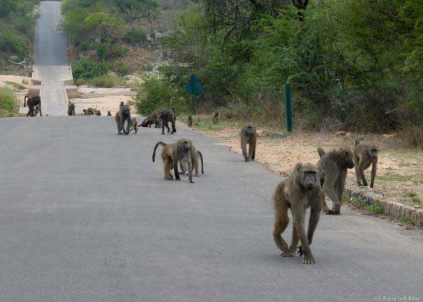 Attention avec les baboons