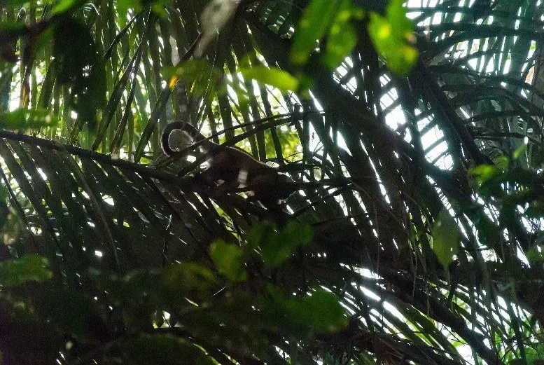 Capucin a front blanc - trek à madidi en Bolivie