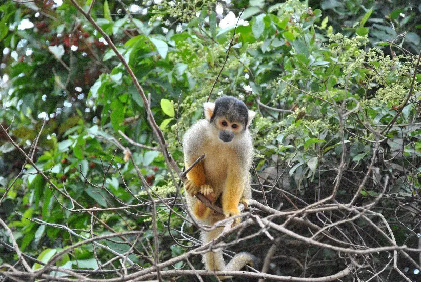 Capucin - trek à madidi en Bolivie