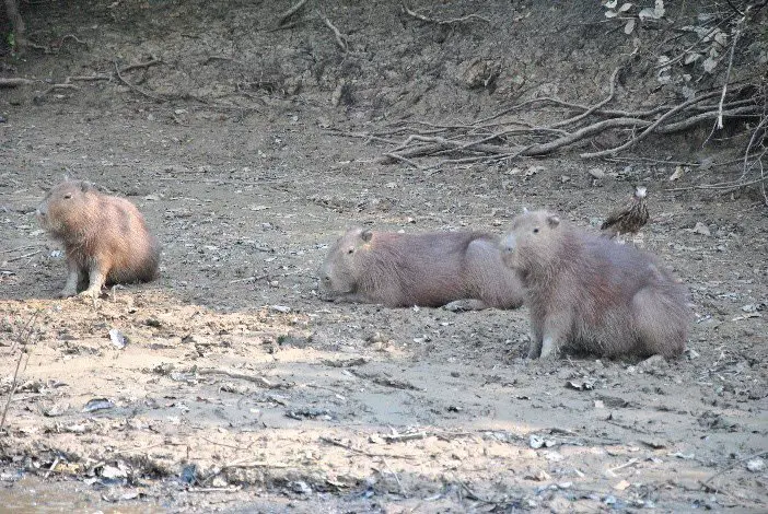 Capybaras