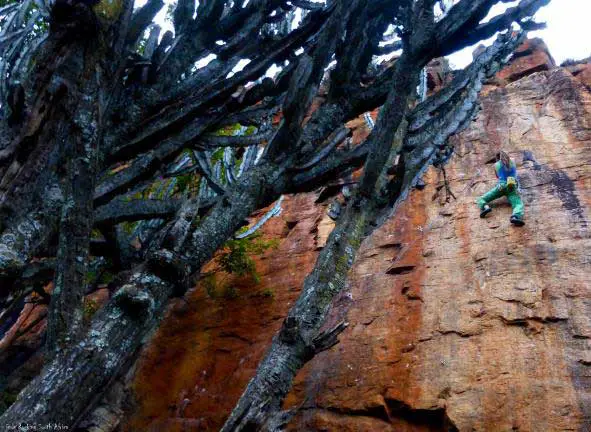 Caro s’offre «Cactus Palace» à Reunion Wall