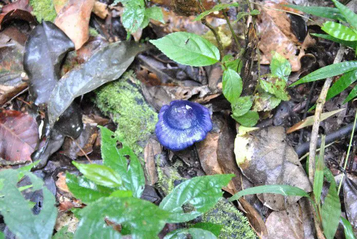 Champignon - trek à madidi en Bolivie