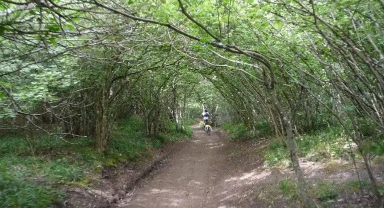 Chemin de terre en forêt (Chaîne des Puys)