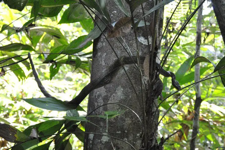 Couleuvre arboricole