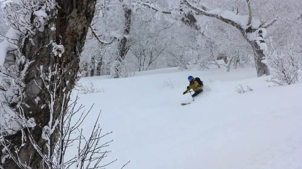 Du très bon ski en forêt ! ski de randonnée au Japon