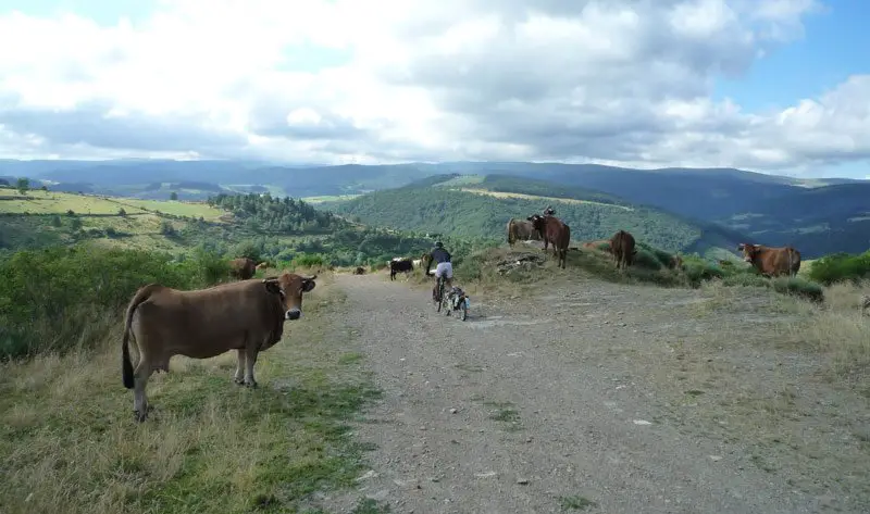 Entrée sous haute surveillance dans le Parc national des Cévennes : un dernier au revoir aux vaches !