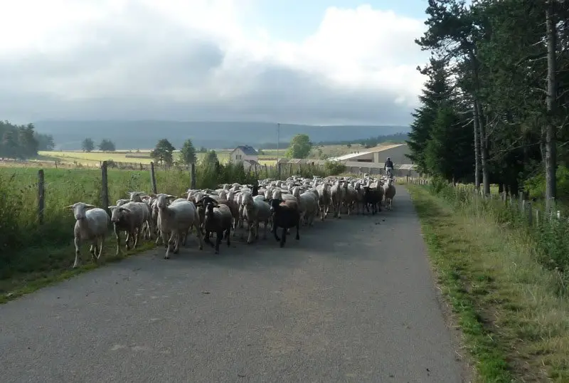 Entrée symbolique dans le parc des Cévennes, escortés par des moutons