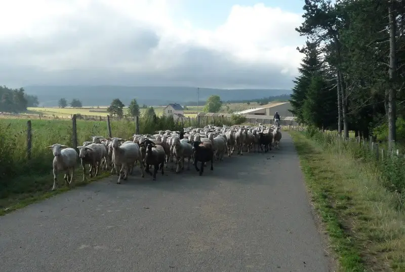 Entrée symbolique dans le parc des Cévennes, escortés par des moutons Entrée symbolique dans le parc des Cévennes, escortés par des moutons