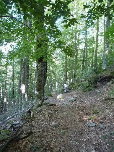 Forêt du Mt Aigoual