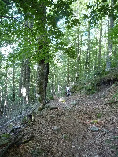 Forêt du Mt Aigoual Forêt du Mt Aigoual