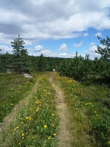 Mt Lozère