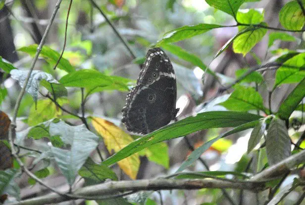 Papillon Morpho helenor - trek à madidi en Bolivie