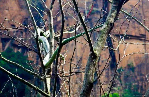 Petite surprise tombé du haut de la falaise! La dangeureuse Boomslang, mortelle!