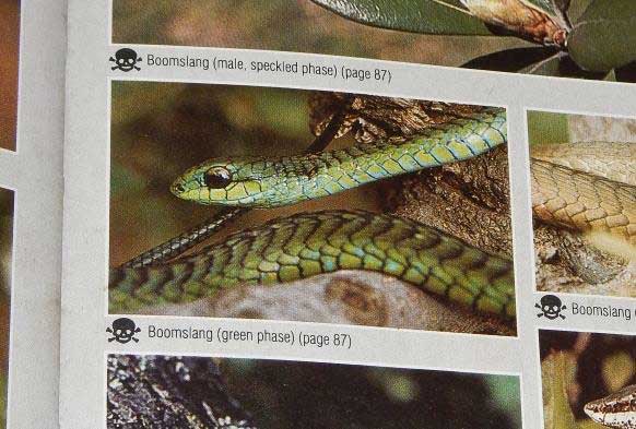 Petite surprise tombé du haut de la falaise! La dangeureuse Boomslang, mortelle!