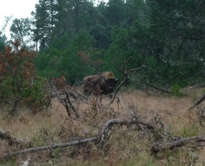 Réserve des bisons d'Europe à Ste Eulalie Réserve des bisons d